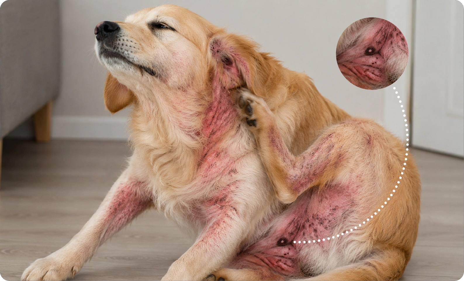 Allergic Dermatitis